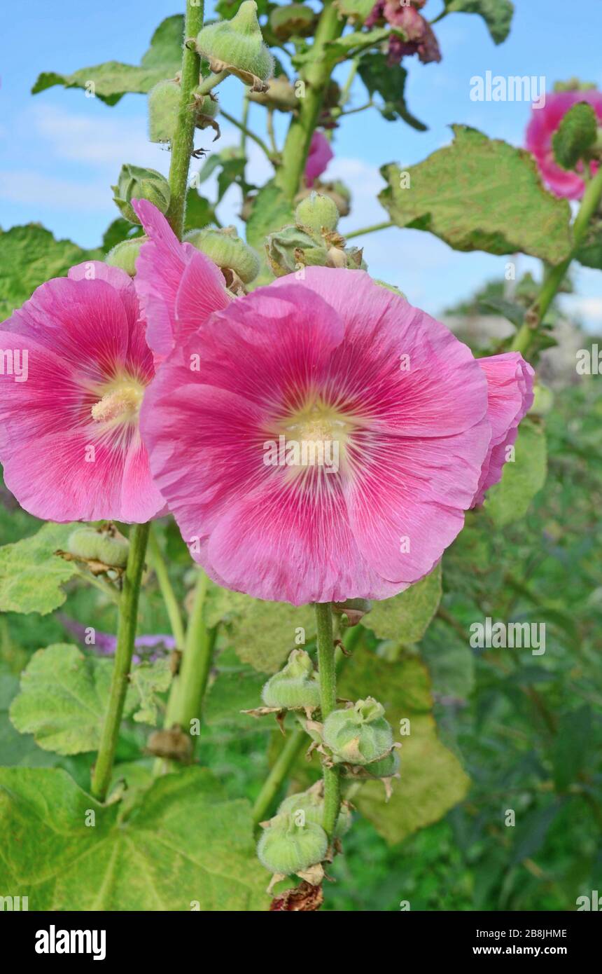 Malva alcea hi-res stock photography and images - Page 8 - Alamy