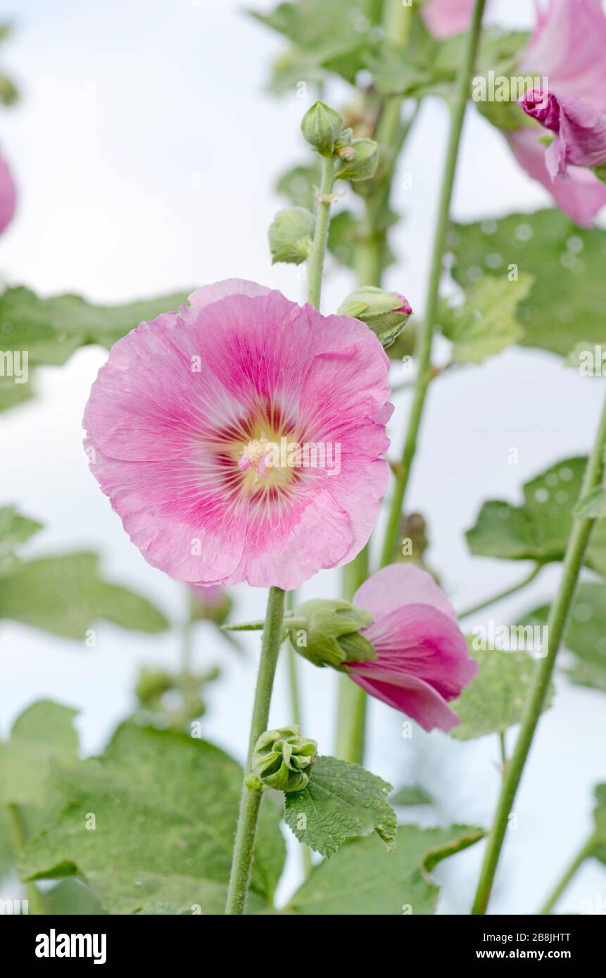 Alcea althaea rosea hollyhock hi-res stock photography and images - Alamy