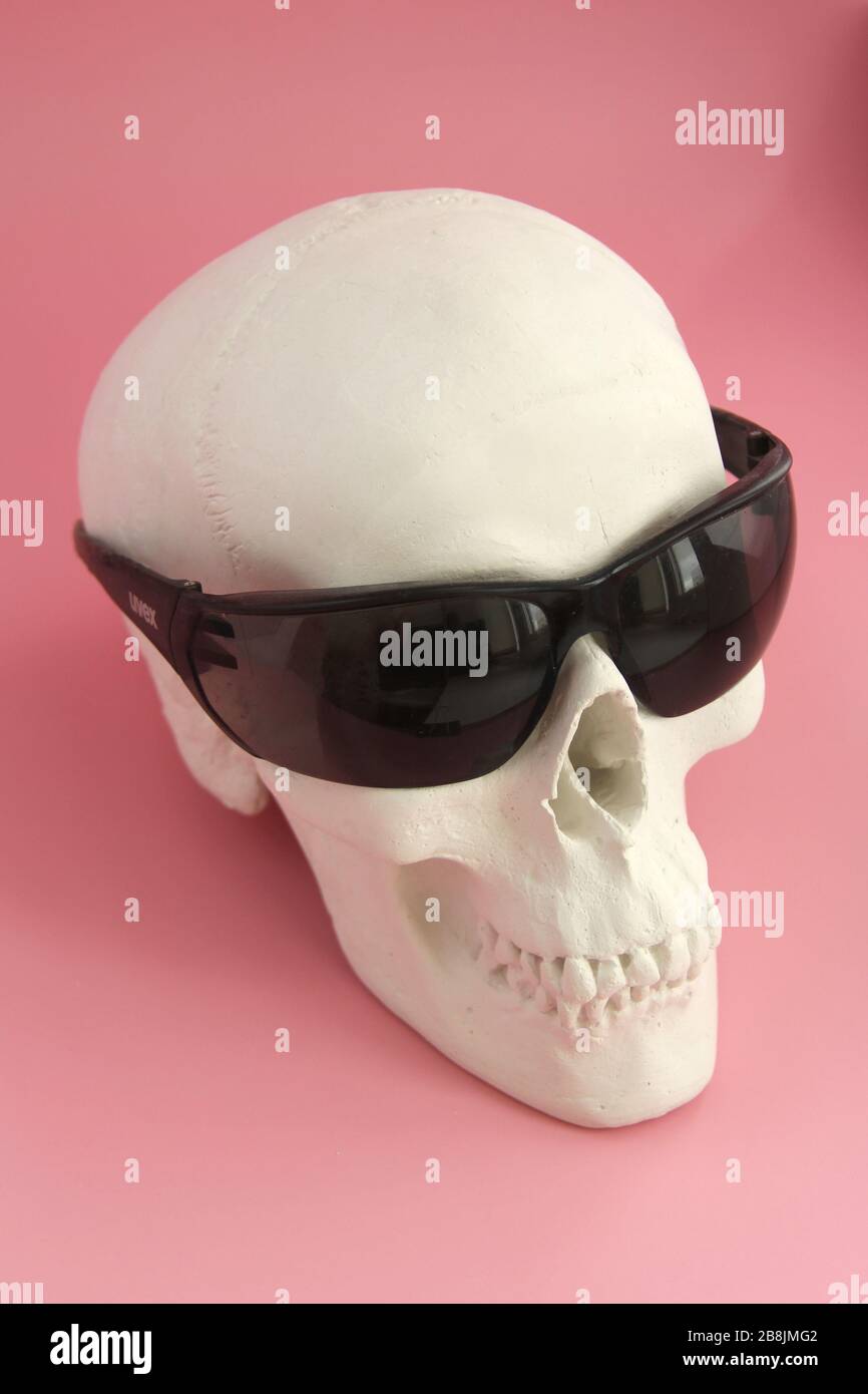 White human gypsum skull with black sunglasses on a pink background. Stock Photo