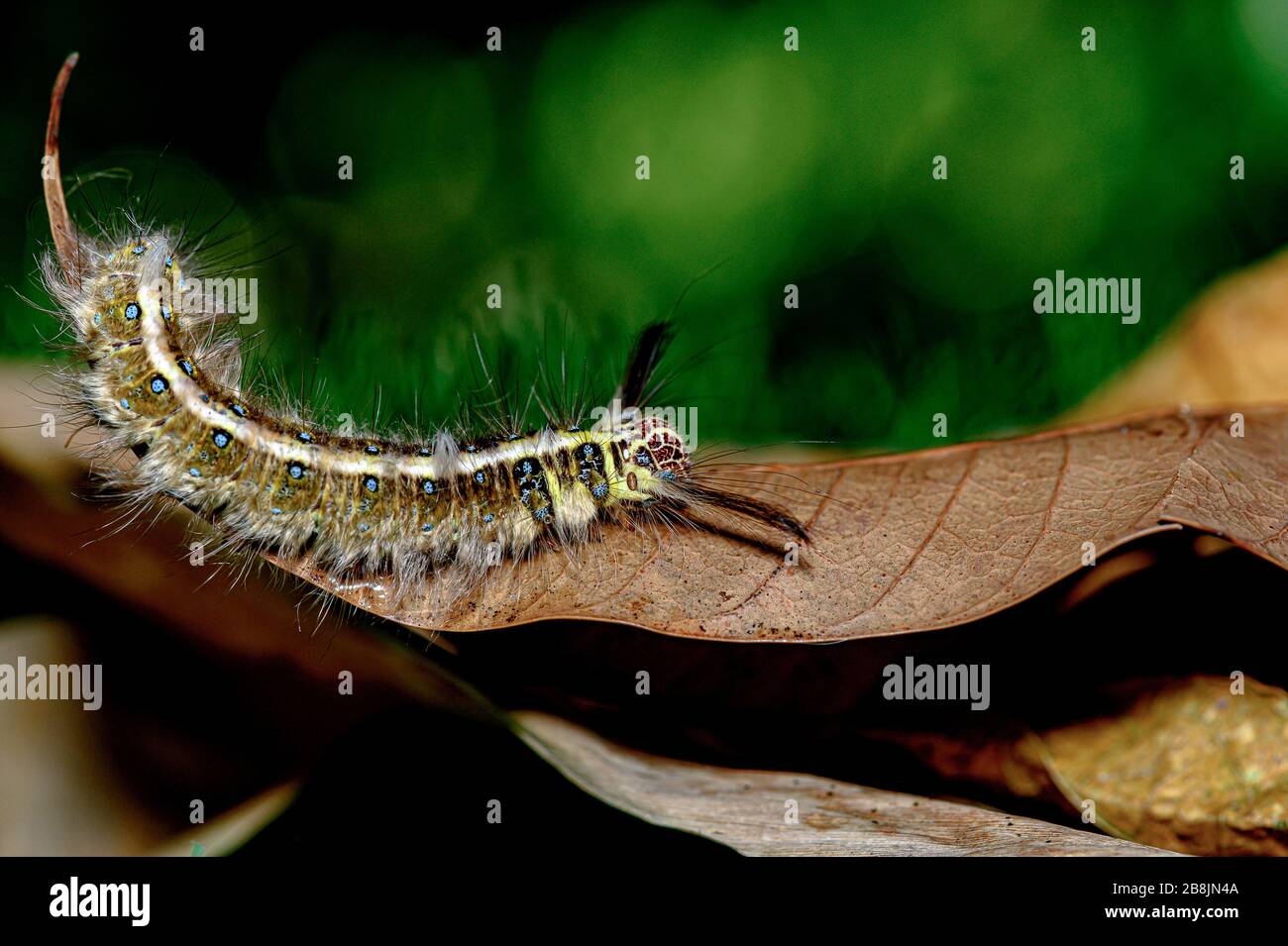 Yellow and black fuzzy caterpillar hires stock photography and images Alamy