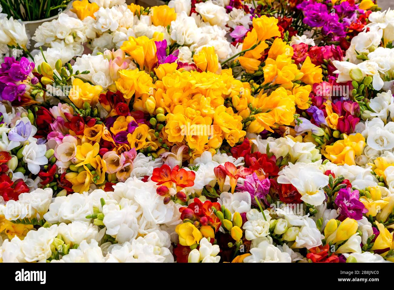 variety of colorful freesias, floral background - selective focus Stock Photo