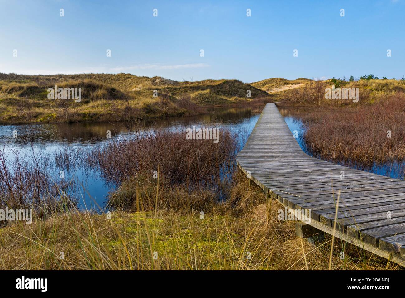 Wooden footpath through the dunes of German North Sea island Amrum crossing a pond near the village of Wittdün Stock Photo