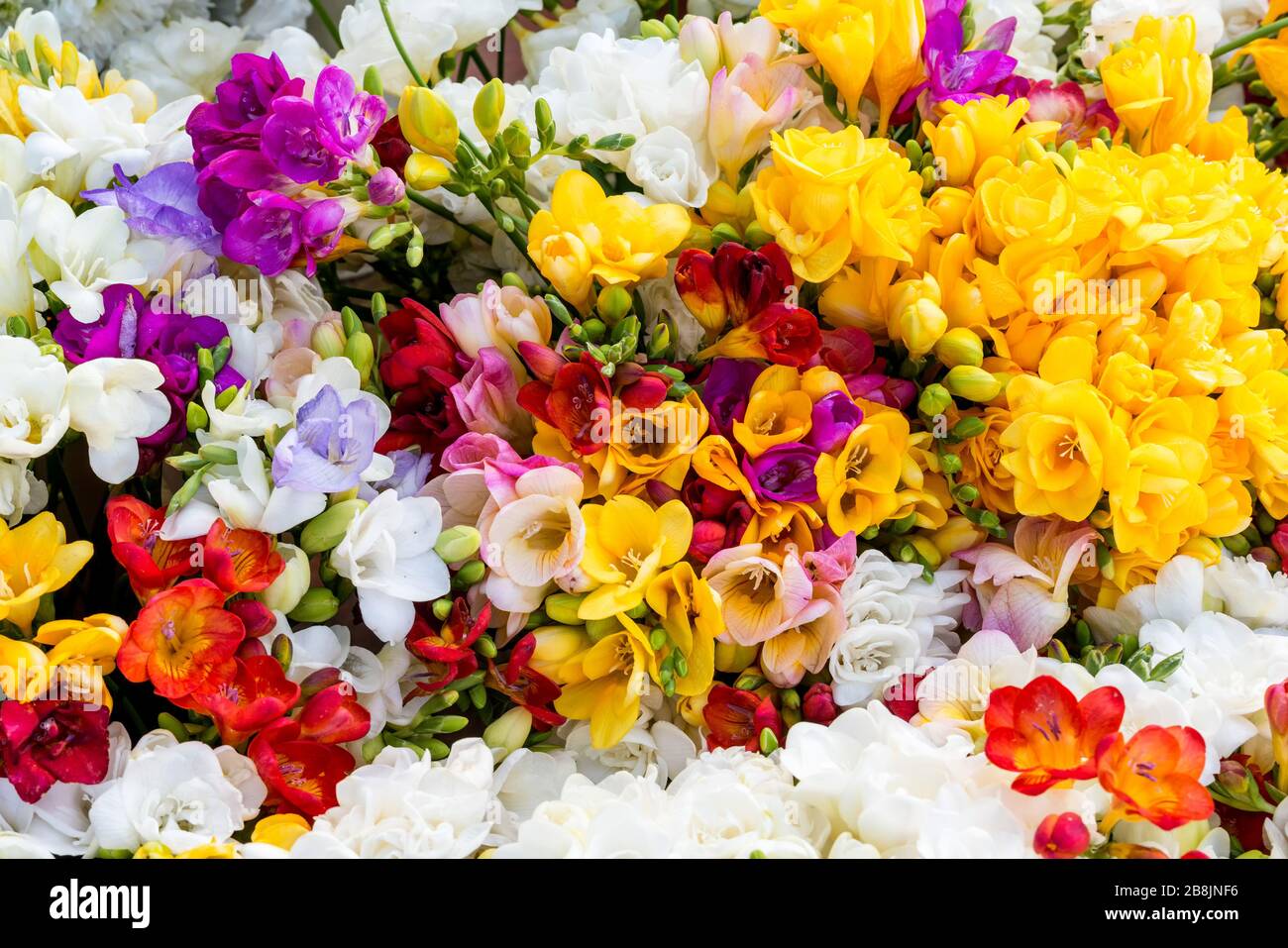 variety of colorful freesias, floral background - selective focus Stock Photo