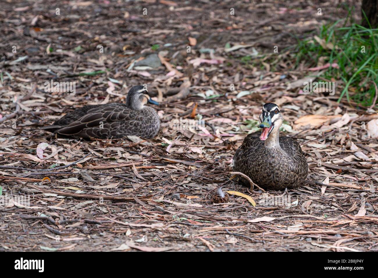 Pacific black duck, Anas superciliosa, resting amongst fallen leaves, Kennett River, Australia Stock Photo