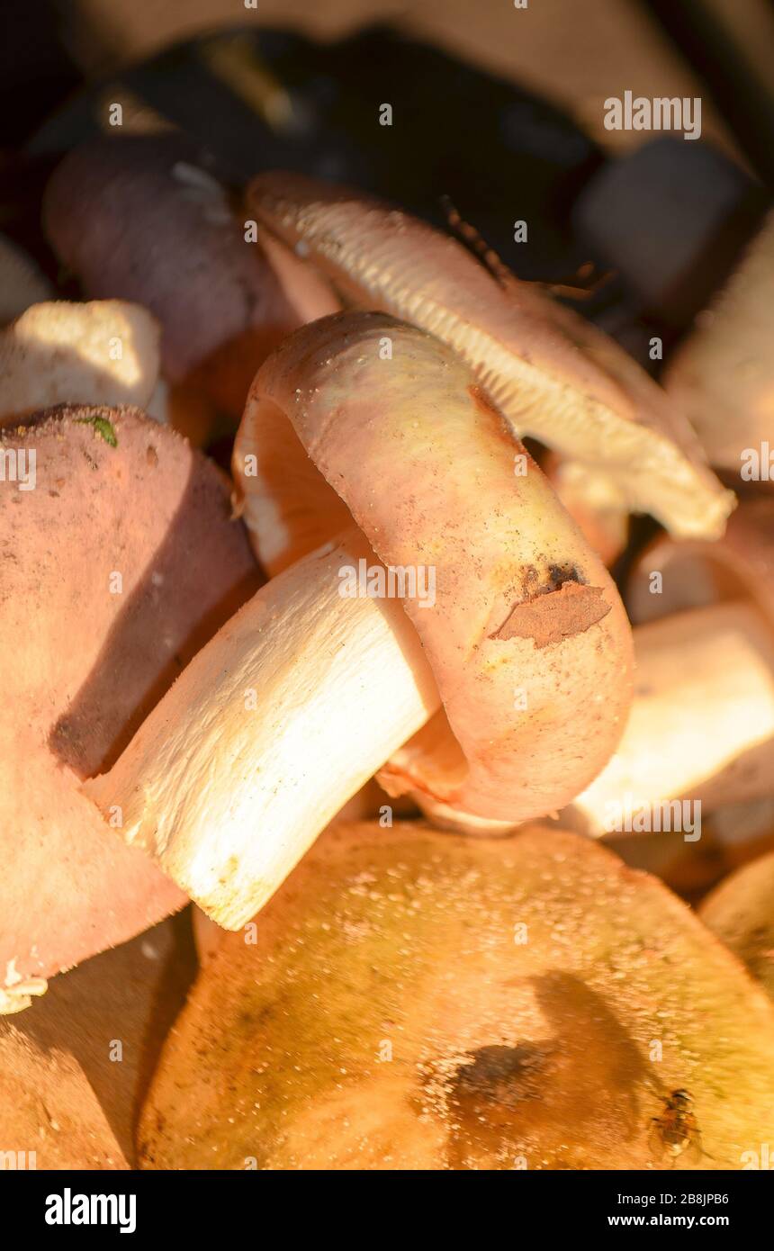 The Shrimp mushroom or the Crab brittlegill Russula xerampelina Stock Photo