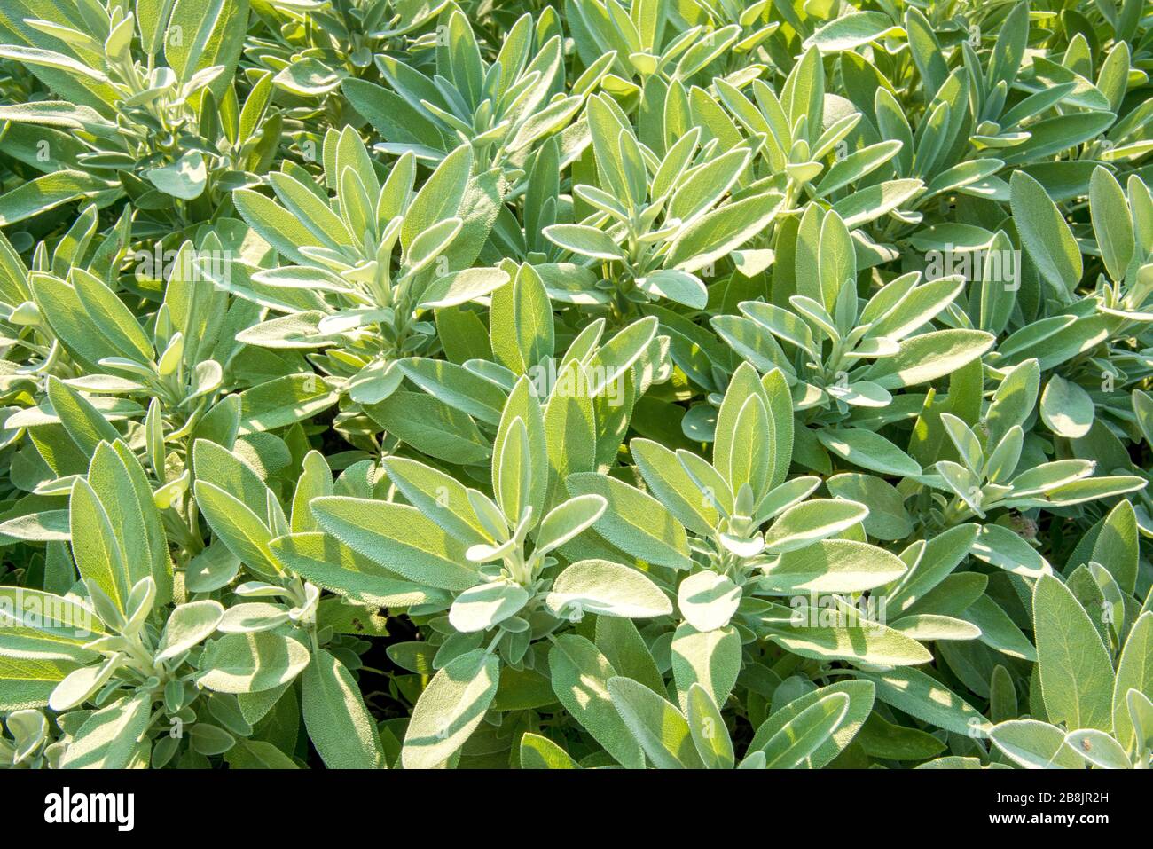 sage in the garden - top view, copy space Stock Photo - Alamy