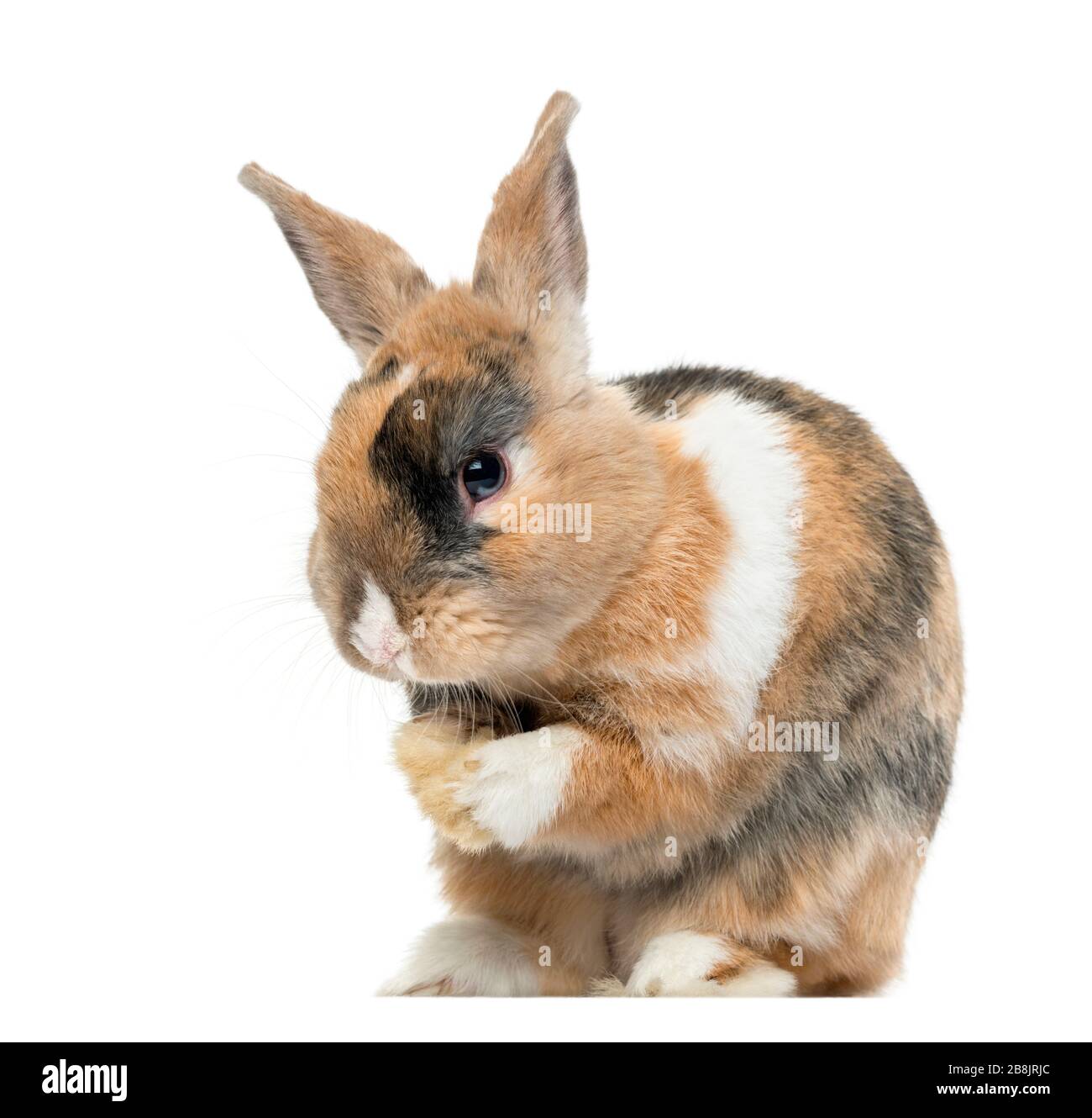 Multicolored Rabbit licking his paws, isolated on white Stock Photo Alamy