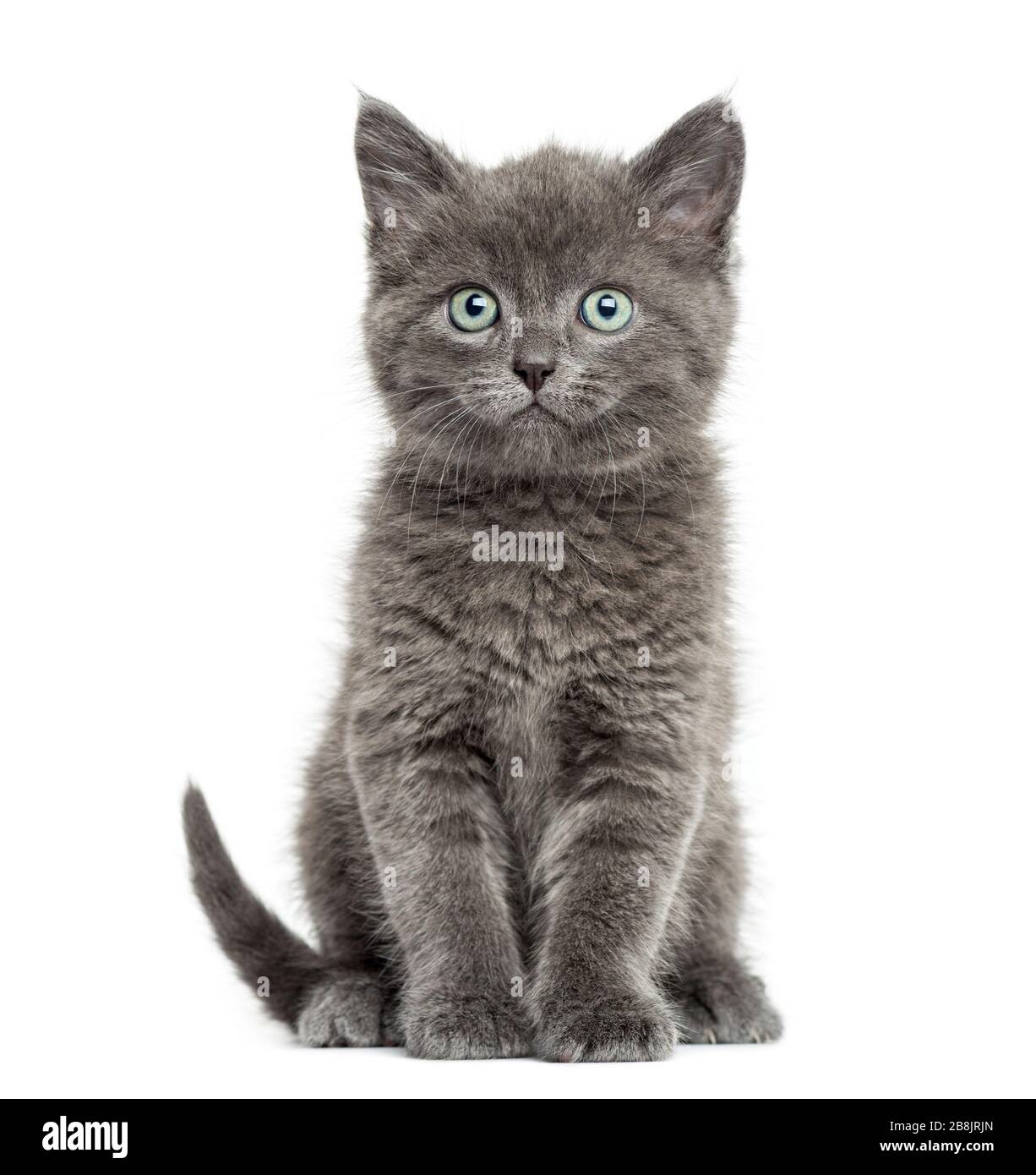 Kittens Short Hair Gray Kittens Short Hair Gray