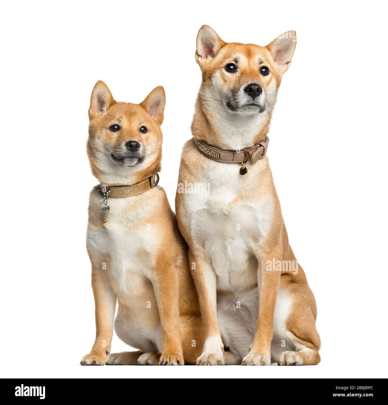 1 year old shiba inu discount
