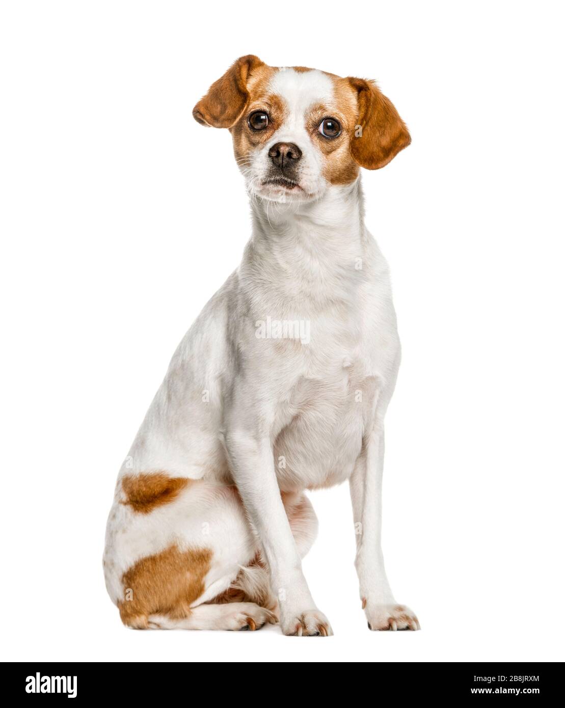 Mixed breeded dog sitting, isolated on white Stock Photo - Alamy