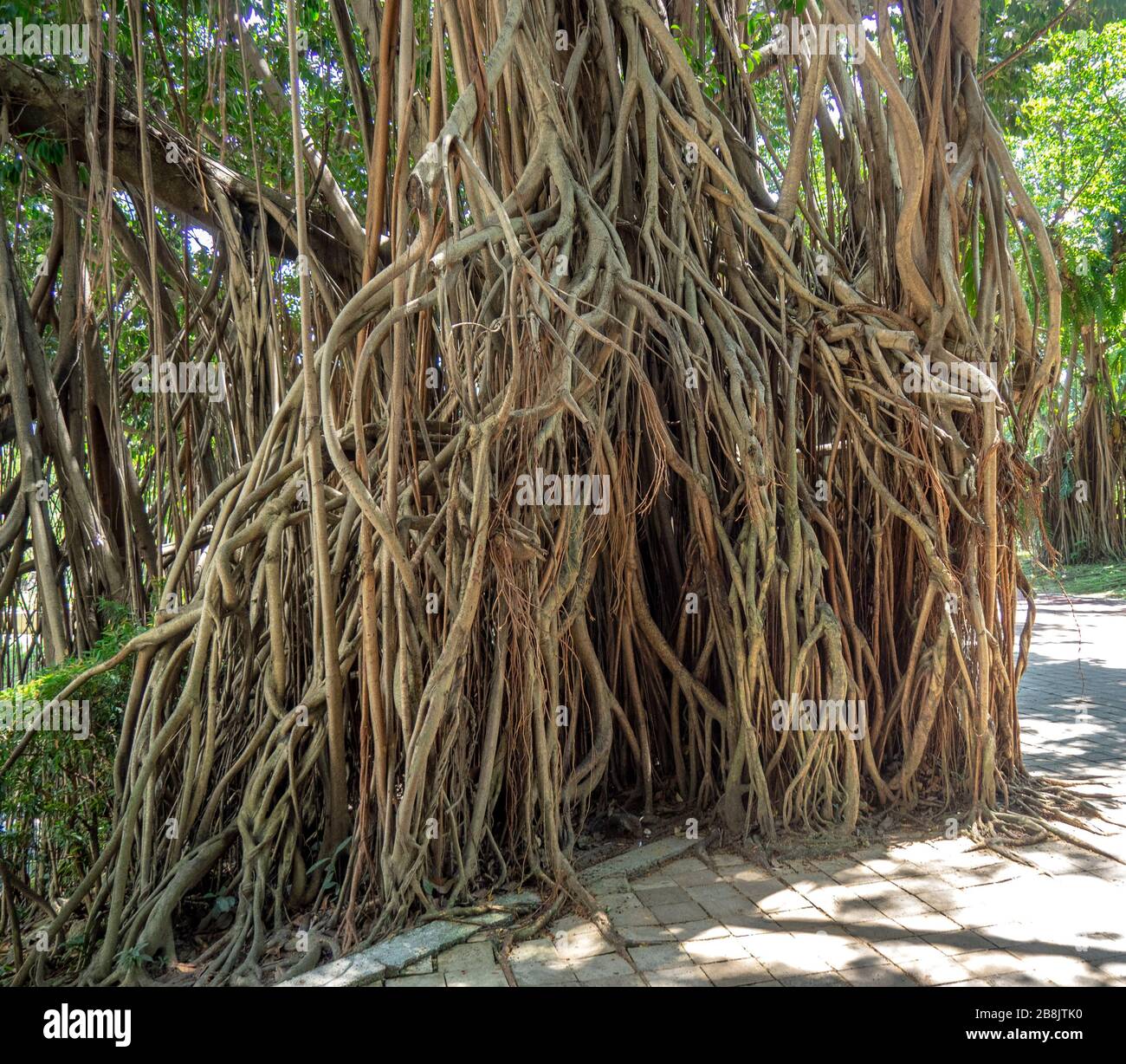 Aerial roots of a banyan tree in KLCC Park Kuala Lumpur Malaysia. Stock Photo