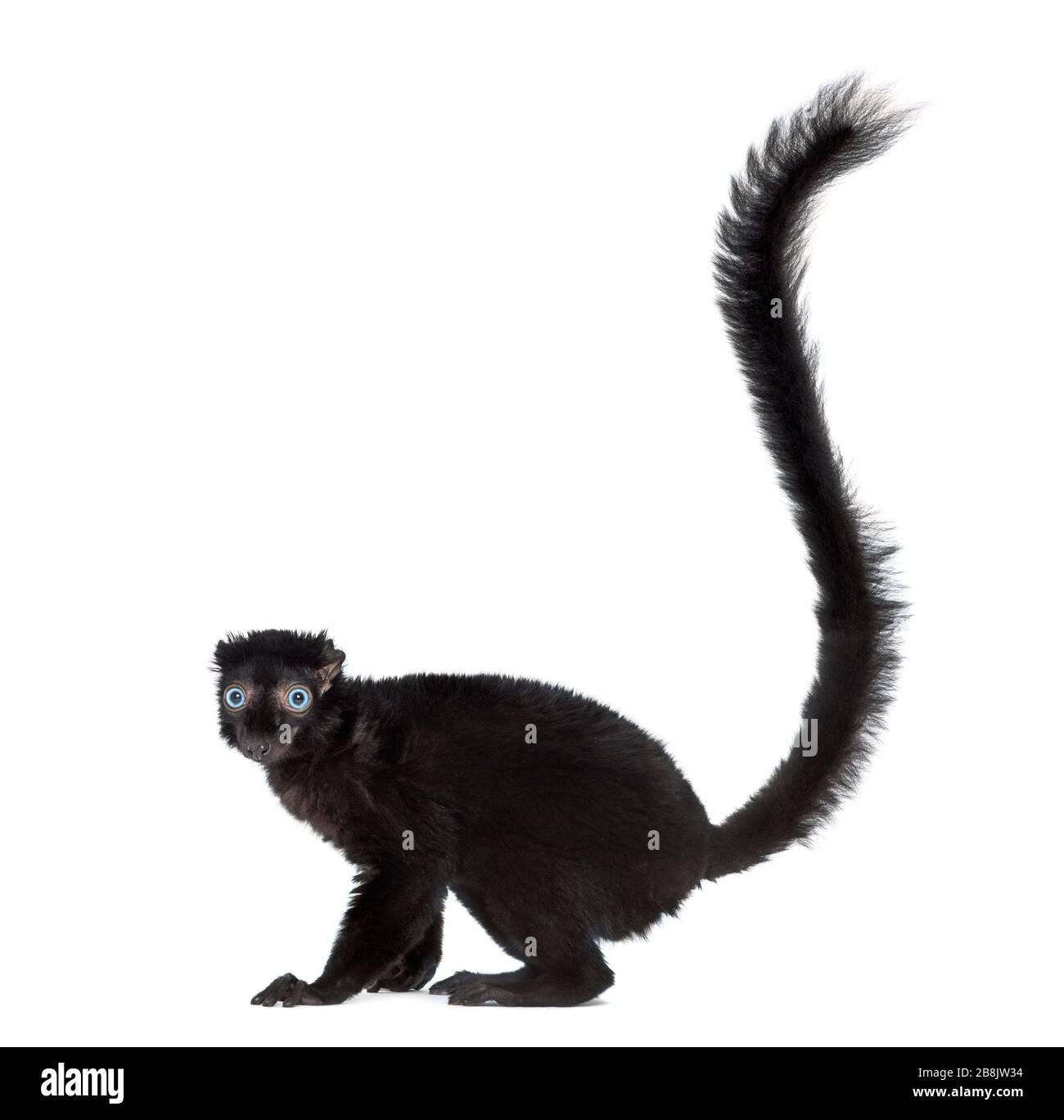 Blueeyed black lemur, isolated on white Stock Photo Alamy