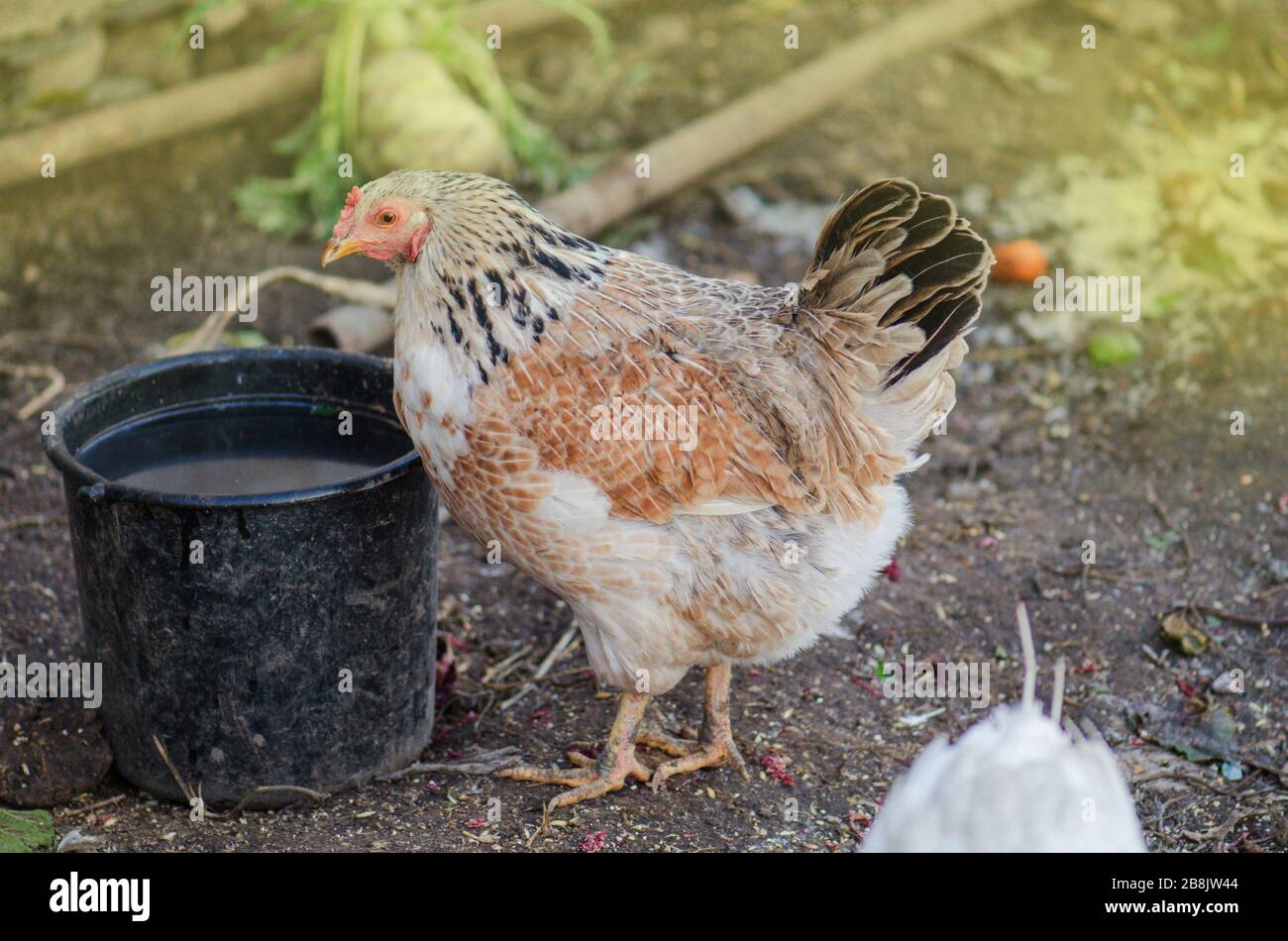 Hens feeding with corns in the hen house. Farm business with group of