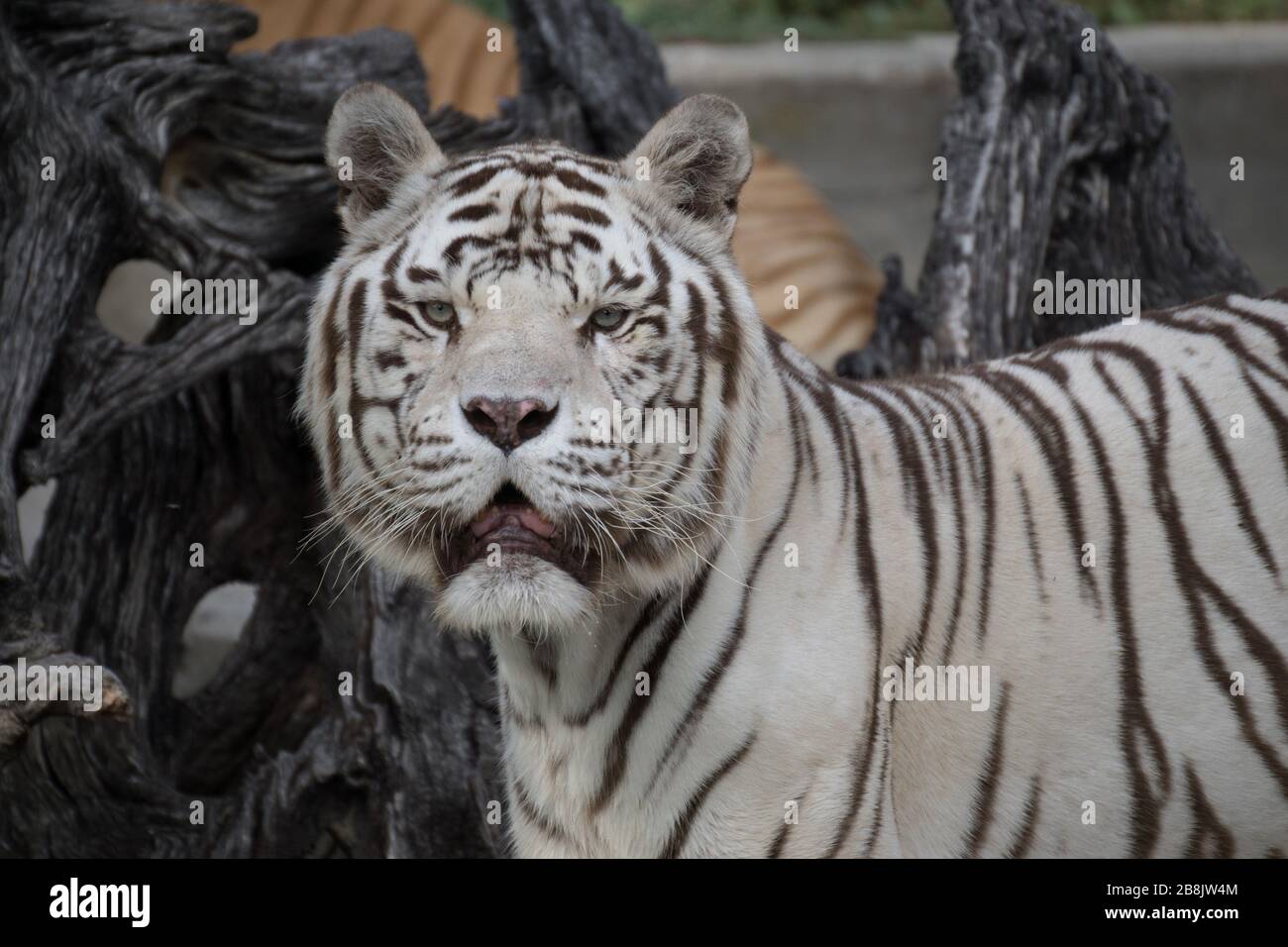 beautiful portrait of a qhite male of bengal tiger Stock Photo
