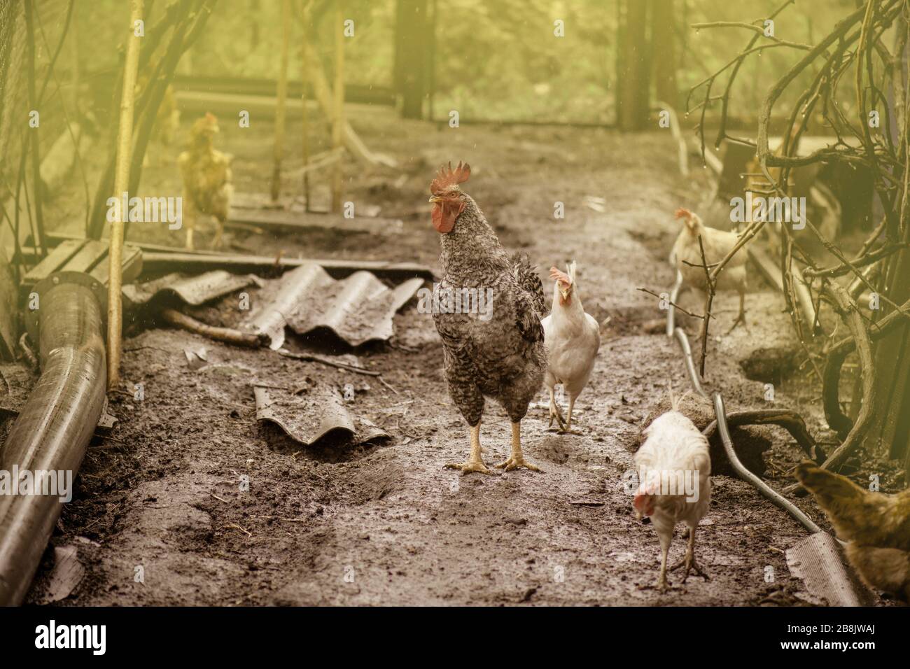 Free rang hens farm. Happy organic hens. Chickens freely roaming on a