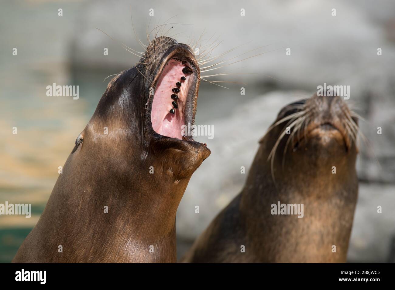 Face portrait of a male california sea lion with open mouth yawning Stock Photo Alamy