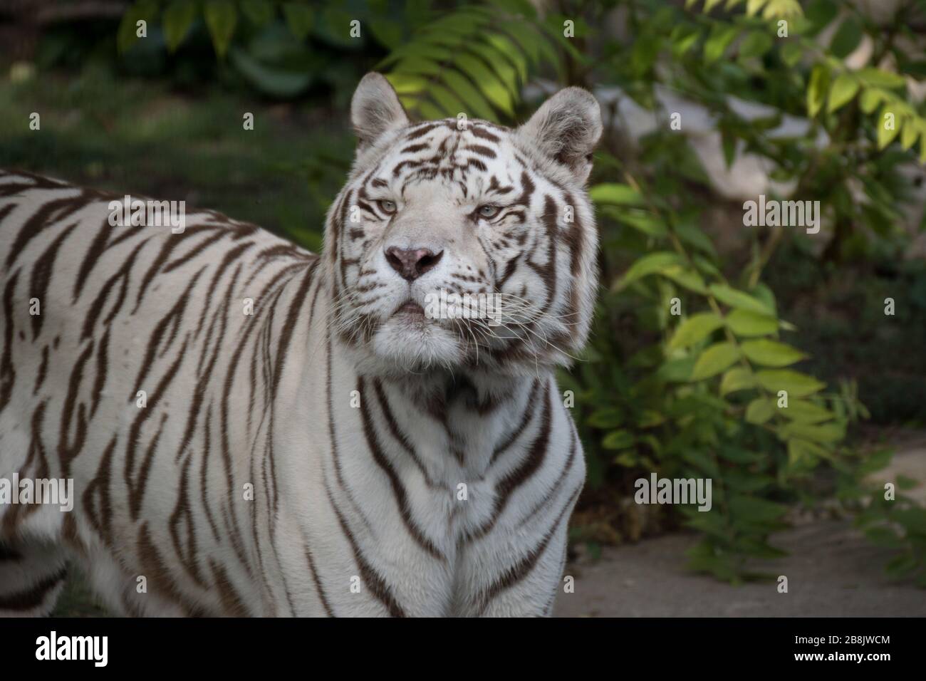 beautiful portrait of a qhite male of bengal tiger Stock Photo