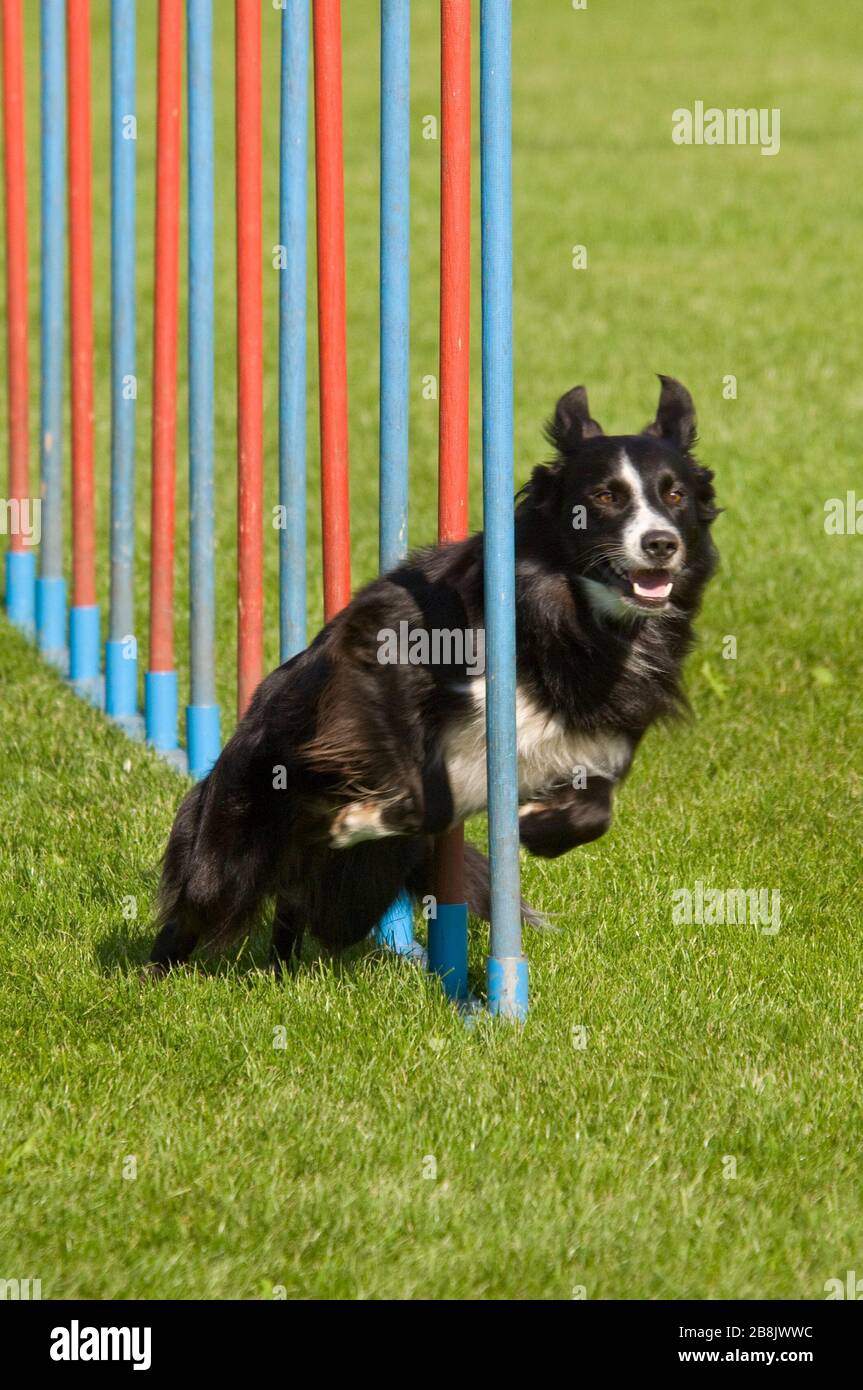 fast dog agility