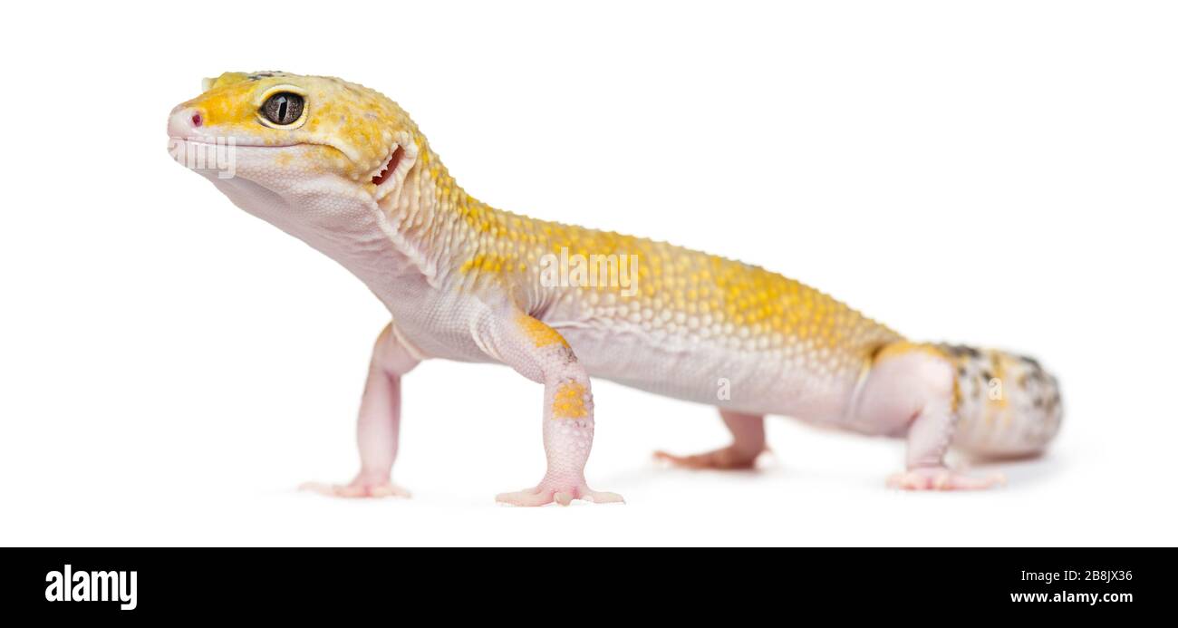Yellow gecko standing, isolated on white Stock Photo