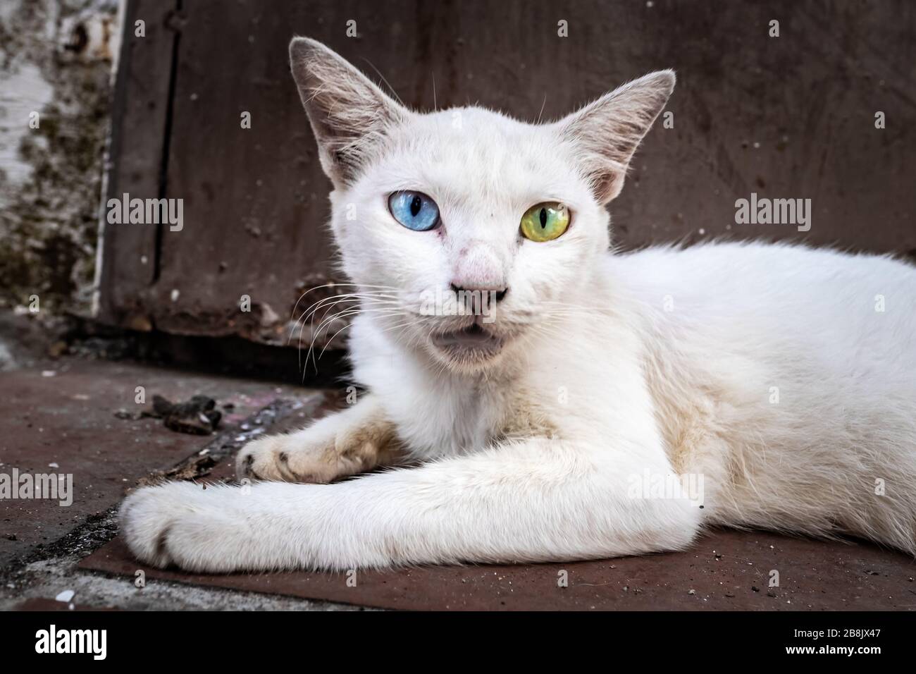 A street cat with different coloured eyes, or heterochromia iridu Stock Photo