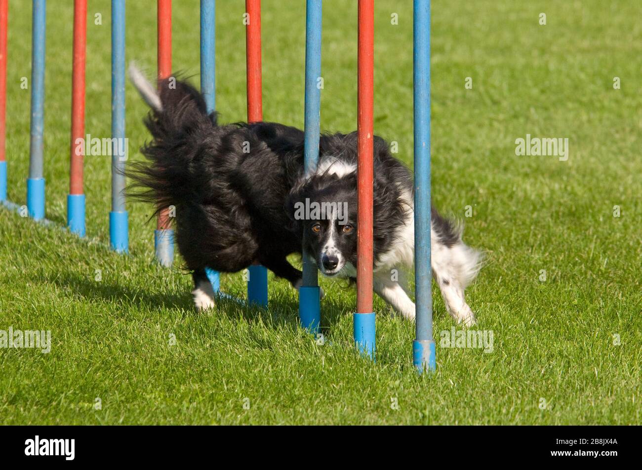 fast dog agility