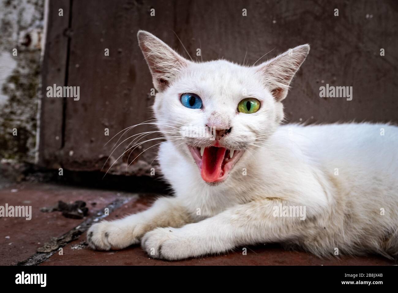 A street cat with different coloured eyes, or heterochromia iridu Stock Photo