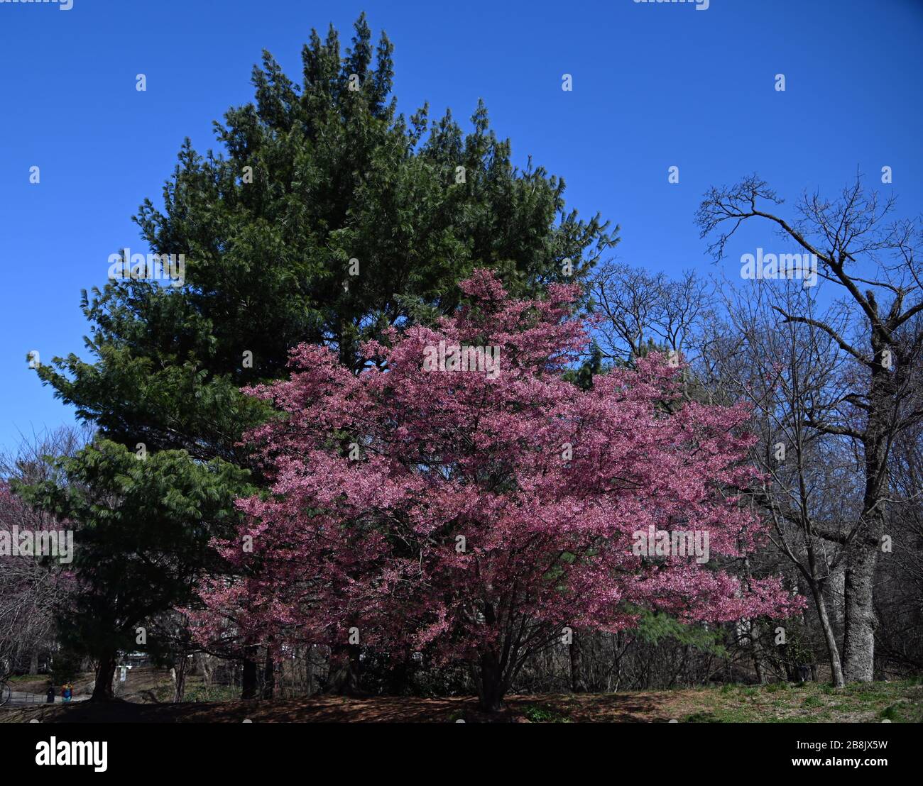 Early Spring - Prospect Park - Brooklyn, NY Stock Photo