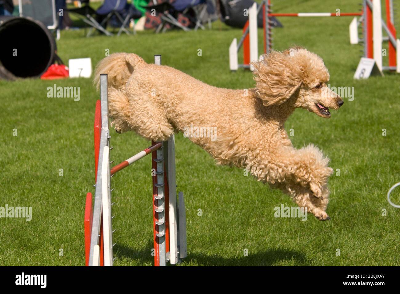 are poodles good at agility