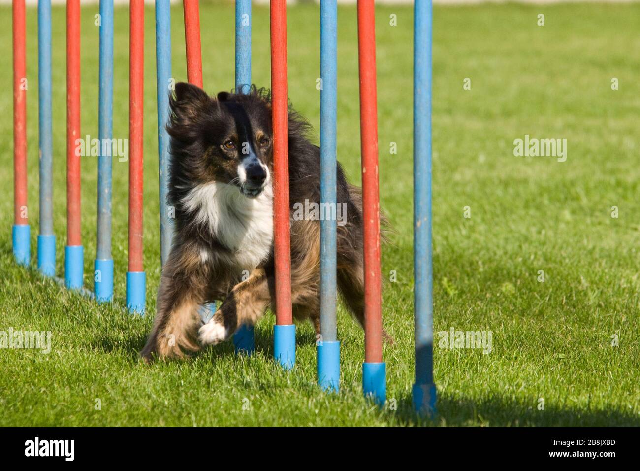 fast dog agility