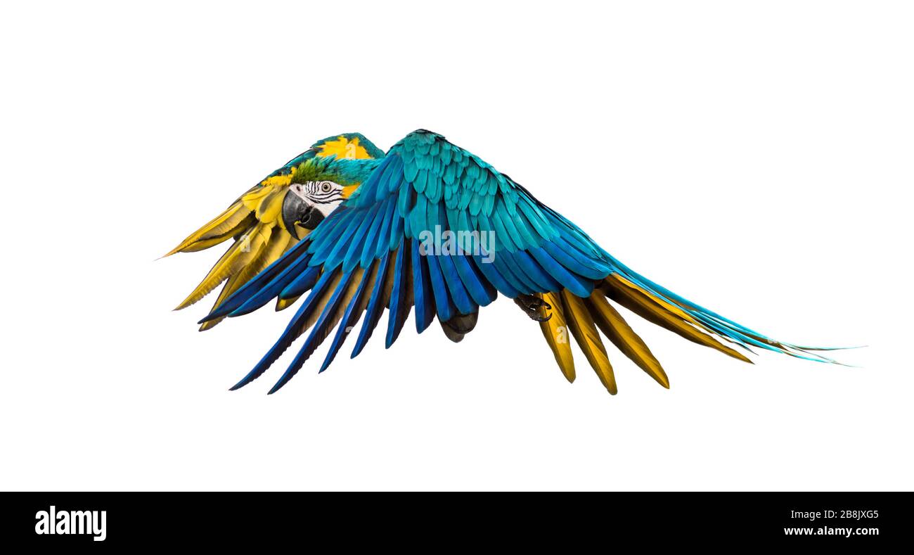 Side view of a blue-and-yellow macaw, Ara ararauna, flying, isolated Stock Photo