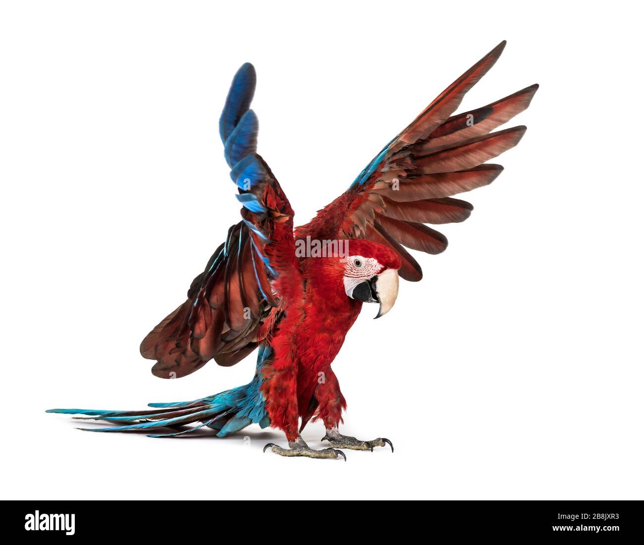 Green-winged Macaw, Ara chloropterus, landing in front of white Stock Photo