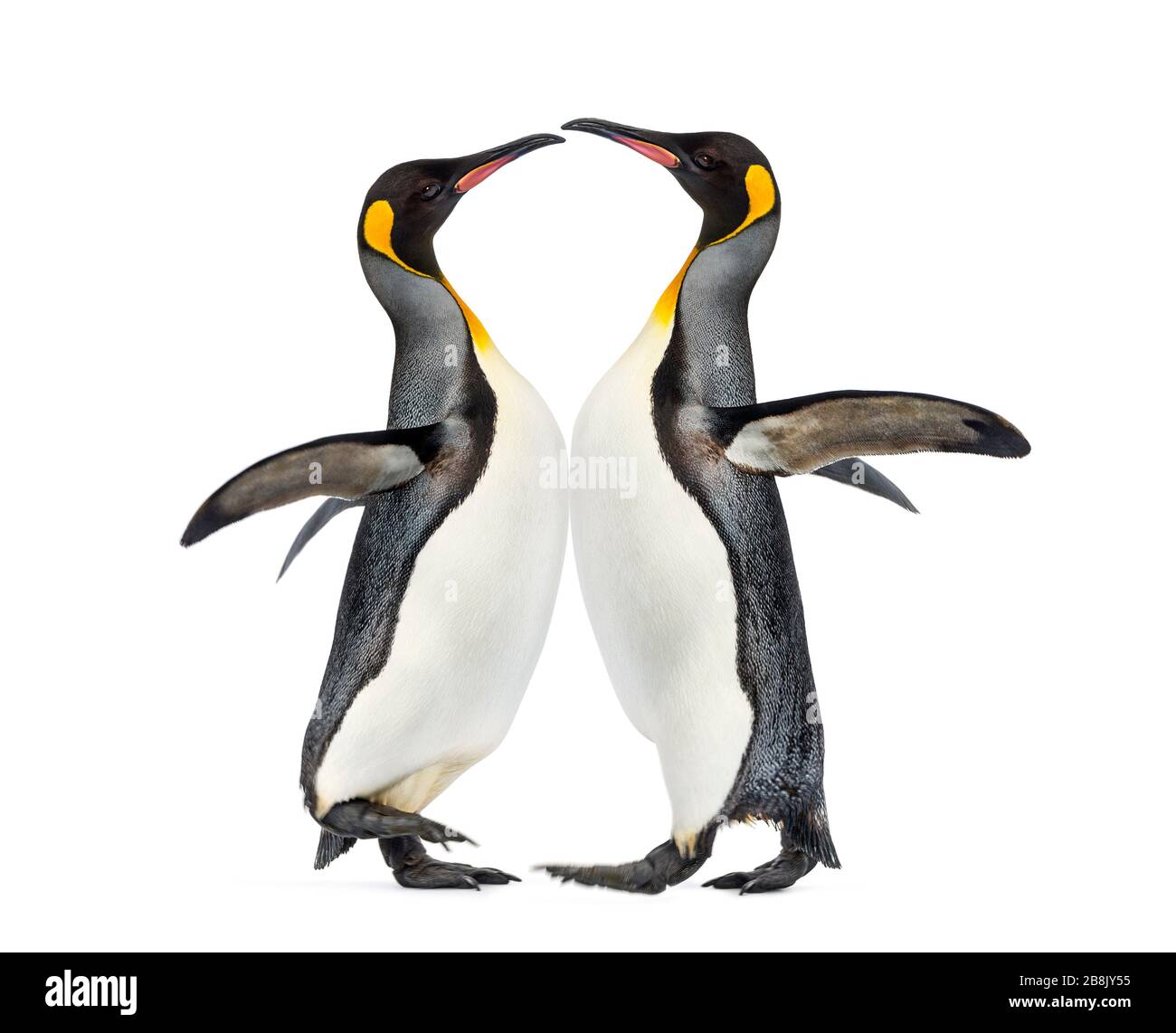 Two king penguins playing, isolated on white Stock Photo