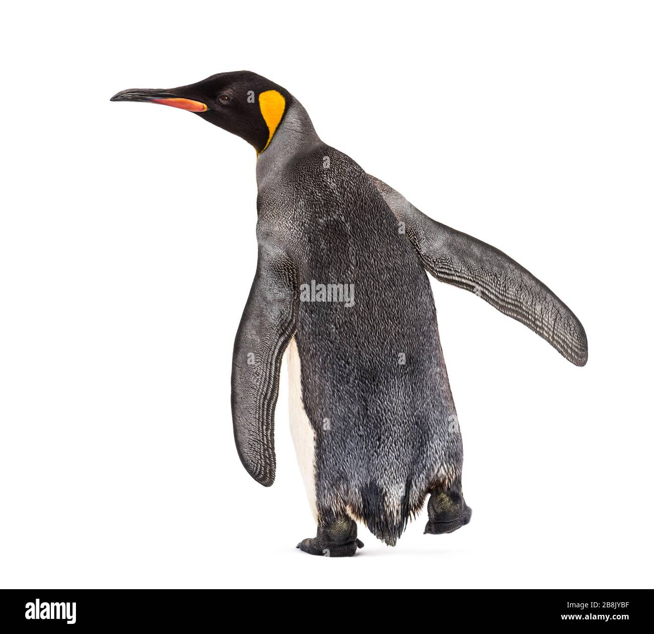 Back view of a king penguin isolated on white Stock Photo - Alamy