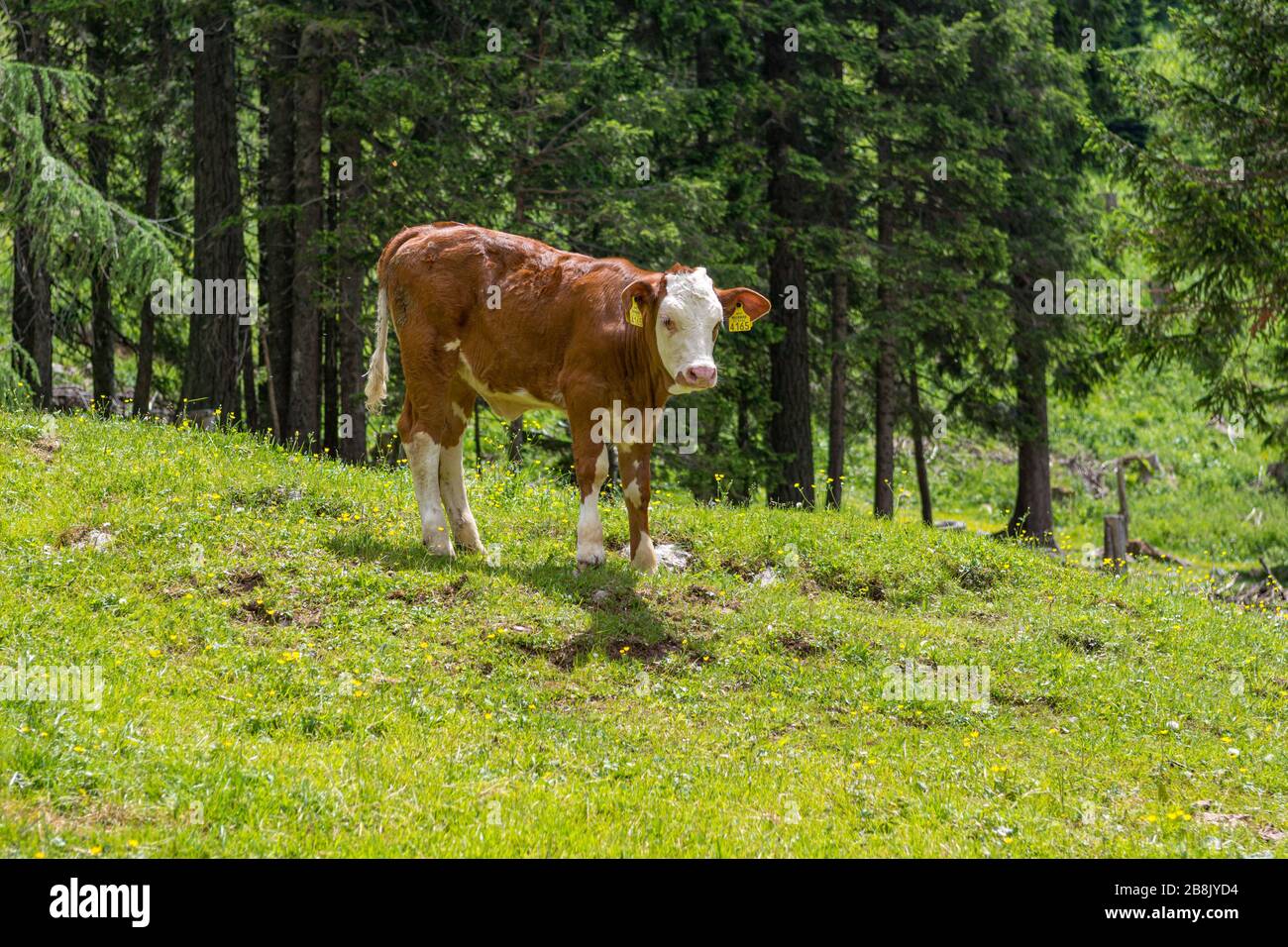 Portrait of a baby cow in alpine meadow Stock Photo - Alamy