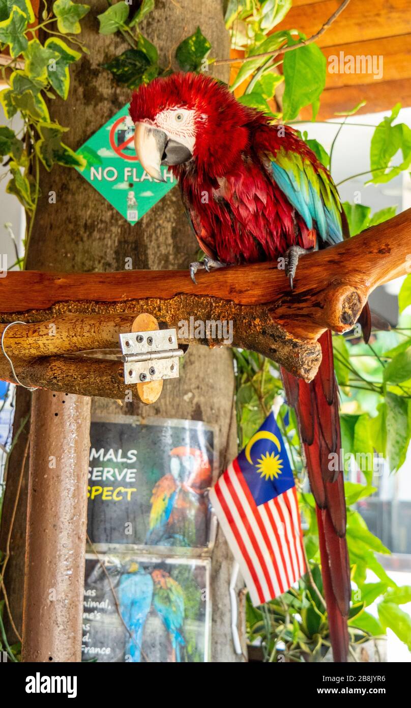 Green-winged macaw or red-and-green macaw (Are chloropterus) in captivity at KL Tower Mini Zoo, Kuala Lumpur Malaysia. Stock Photo