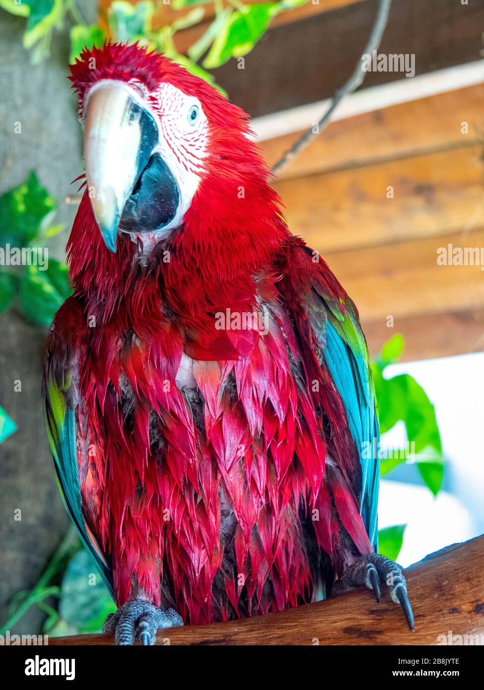 Green-winged macaw or red-and-green macaw (Are chloropterus) in captivity at KL Tower Mini Zoo, Kuala Lumpur Malaysia. Stock Photo