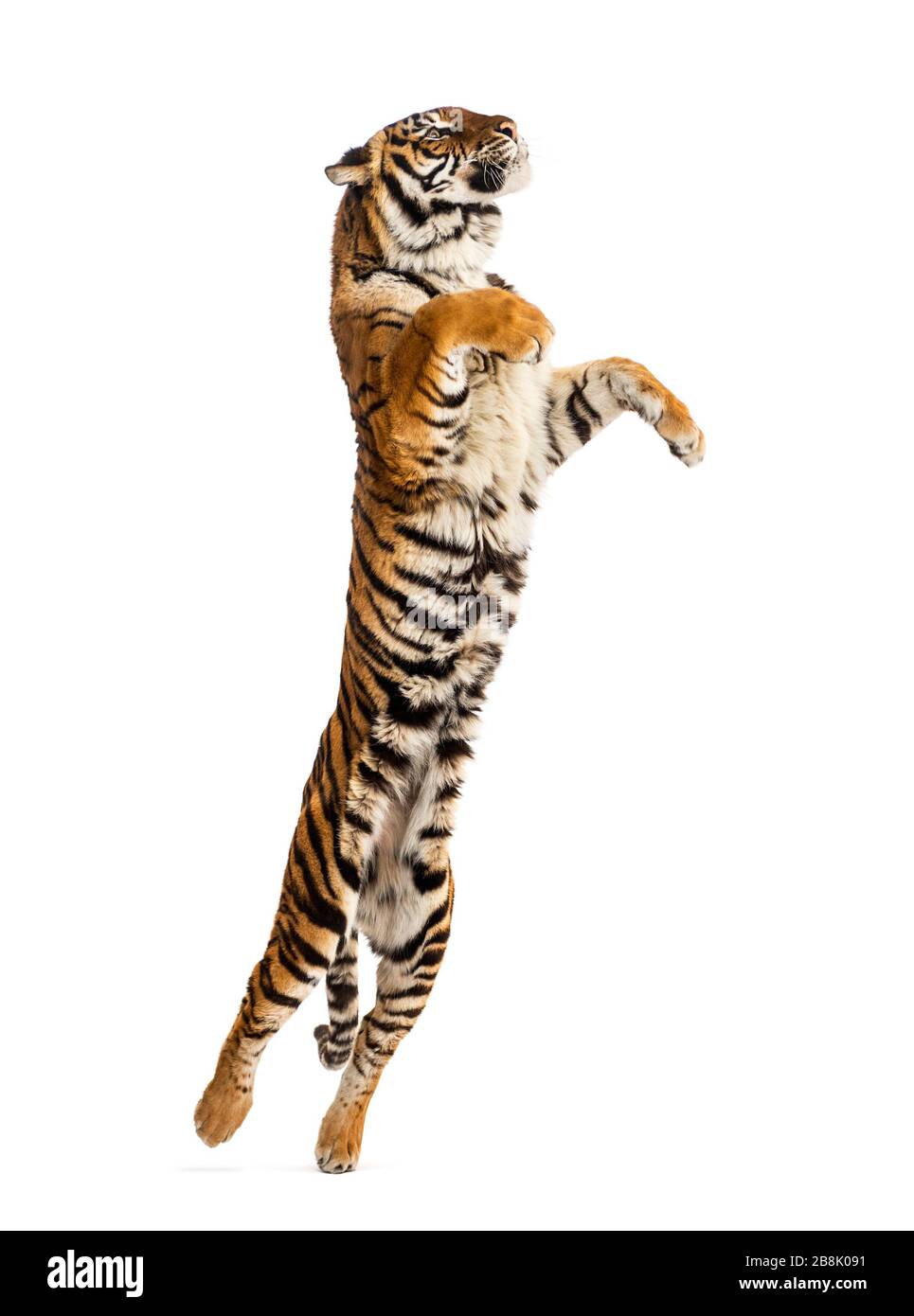 Male tiger jumping, big cat, isolated on white Stock Photo