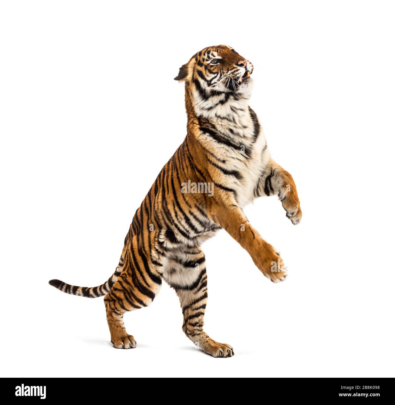 Male tiger jumping, big cat, isolated on white Stock Photo
