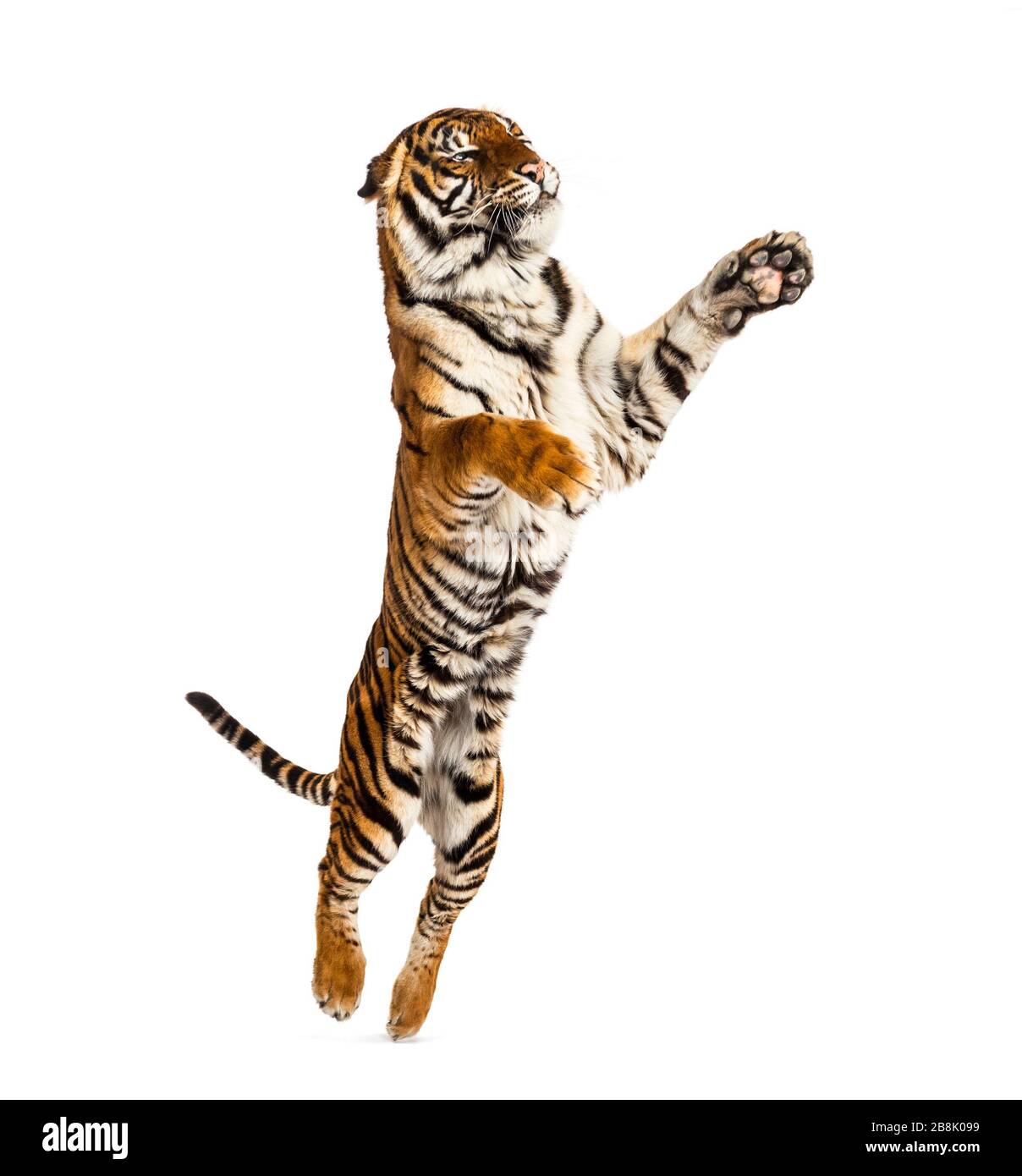 Male tiger jumping, big cat, isolated on white Stock Photo