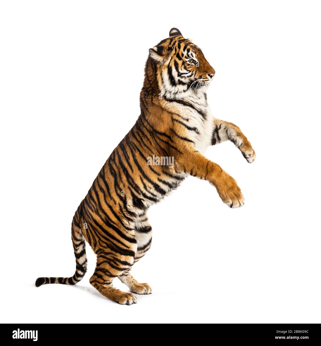 This is a tiger portrait. This menacing tiger have great orange