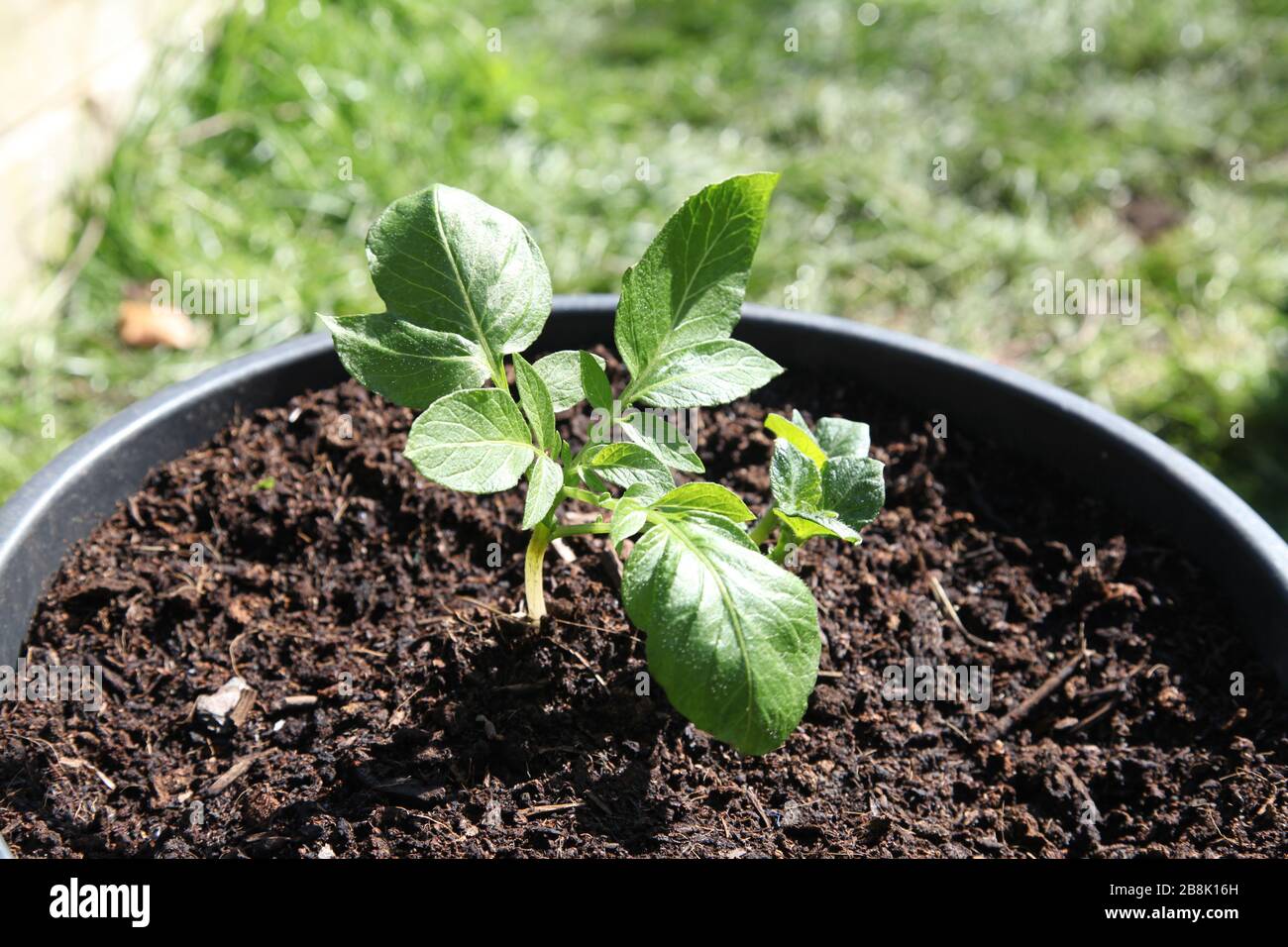 Potato Plant In Pot High Resolution Stock Photography And Images Alamy