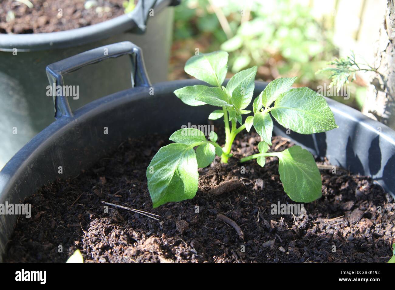 Potato plant in pot hires stock photography and images Alamy