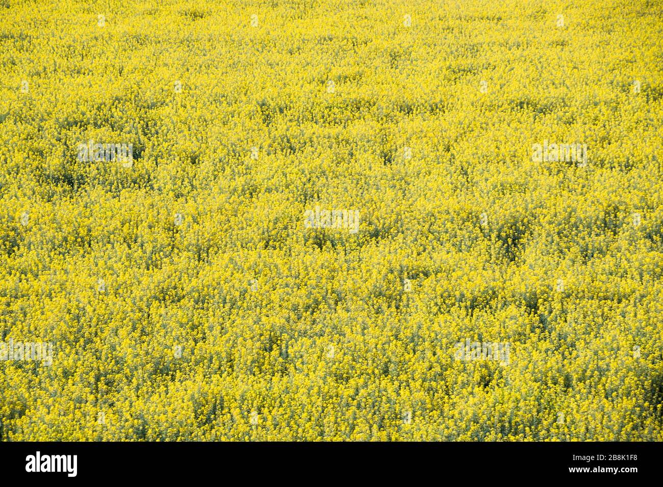 Field full of yellow flowers hi-res stock photography and images - Alamy