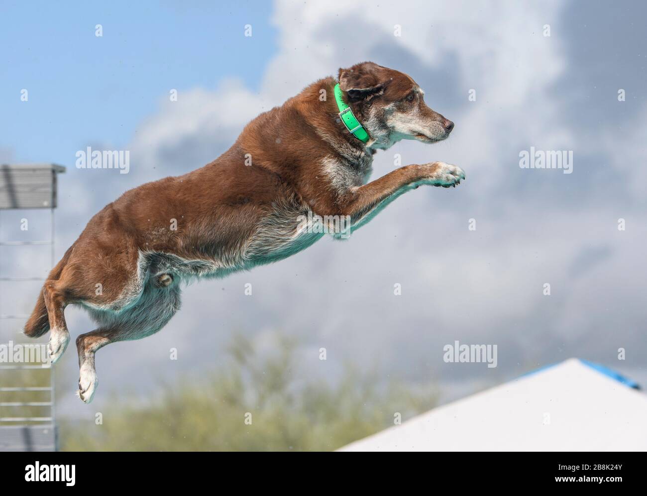 Chocolate lab jumping off a dock caught in mid-air dock diving Stock Photo