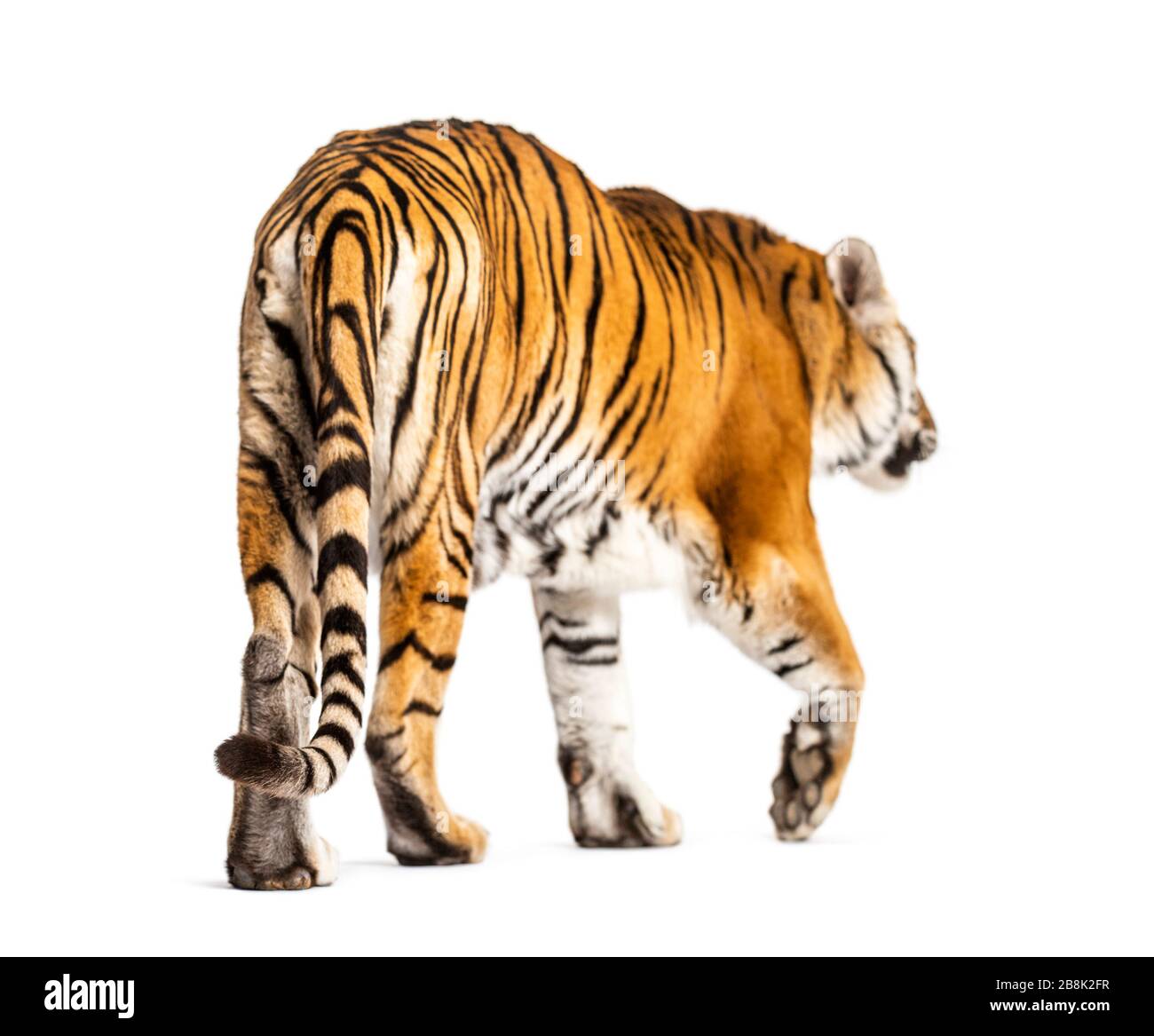 Back view of a tiger walking ok going away, big cat, isolated on white Stock Photo