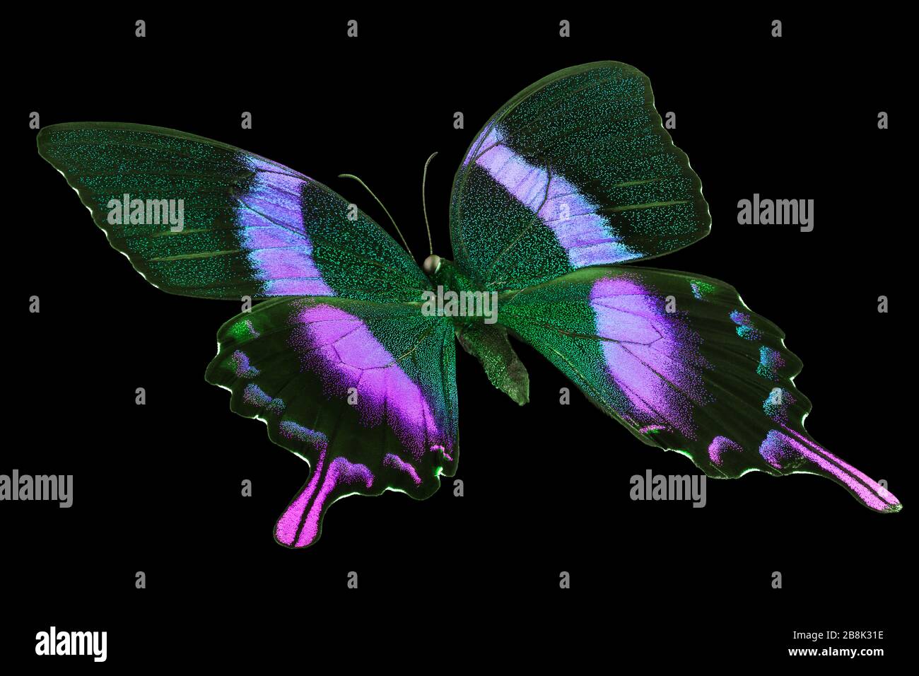 Blue emperor butterfly isolated on a black background Stock Photo Alamy