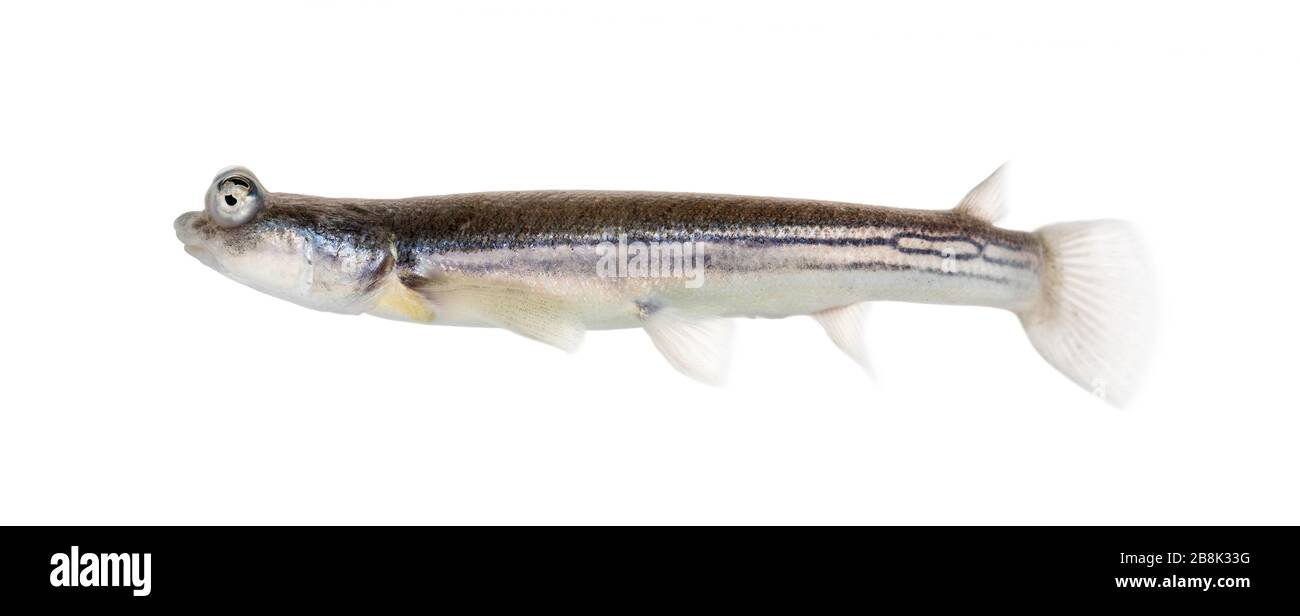 Side view of Four-eyed fish, isolated on white Stock Photo