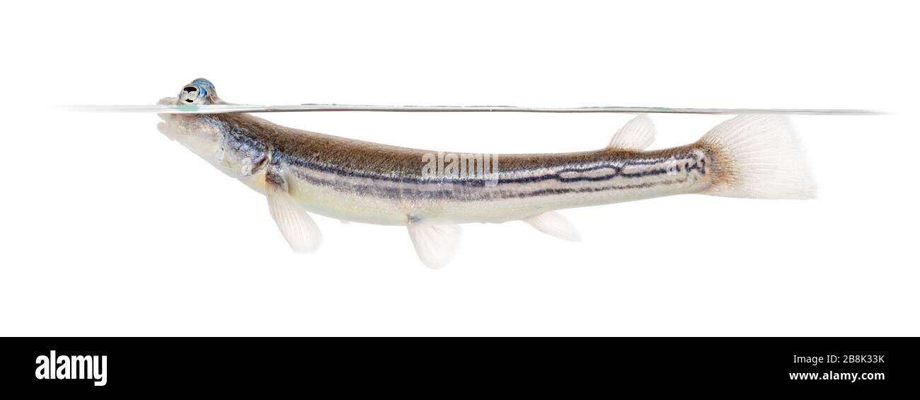 Side view of Four-eyed fish surfacing, isolated on white Stock Photo