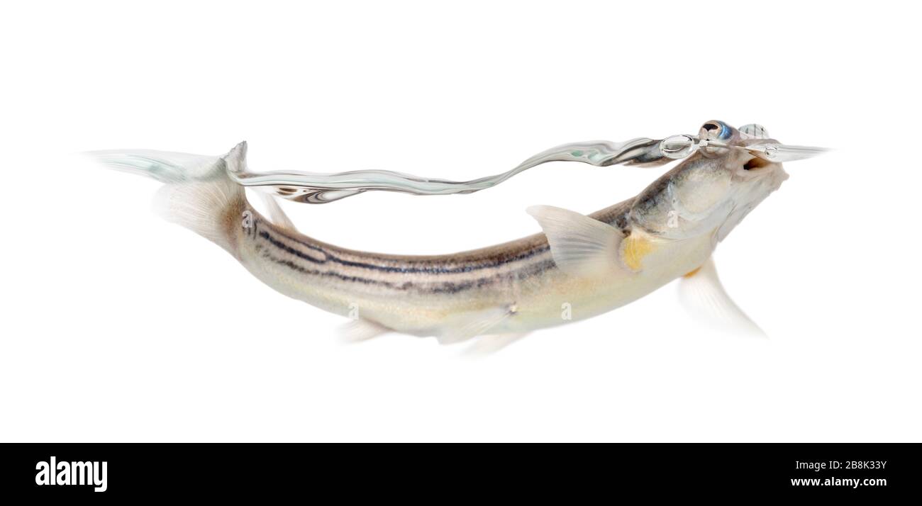 Side view of Four-eyed fish surfacing, isolated on white Stock Photo