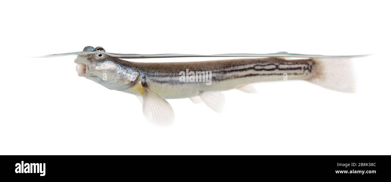 Side view of Four-eyed fish surfacing, isolated on white Stock Photo ...